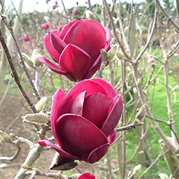 Magnolia 'Génie' / Magnolia soulangeana x Lilliflora Genie